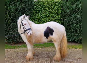 Tinker, Merrie, 9 Jaar, 145 cm, Gevlekt-paard