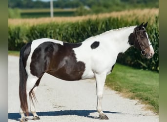 Tinker Mix, Merrie, 9 Jaar, 145 cm