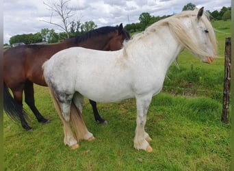 Tinker, Merrie, 9 Jaar, 146 cm, Roan-Blue