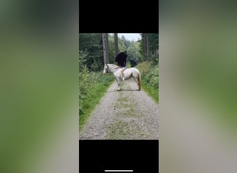 Tinker, Merrie, 9 Jaar, 146 cm, Wit