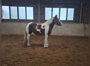 Tinker, Merrie, 9 Jaar, 150 cm, Gevlekt-paard