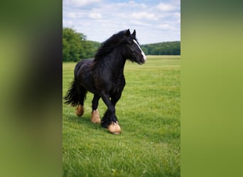 Tinker, Merrie, 9 Jaar, 150 cm, Zwart