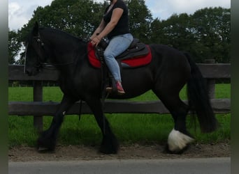 Tinker, Merrie, 9 Jaar, 150 cm, Zwart