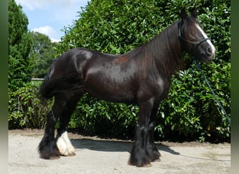Tinker, Merrie, 9 Jaar, 150 cm, Zwart