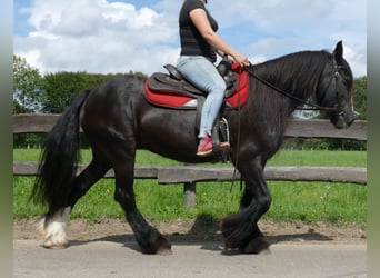 Tinker, Merrie, 9 Jaar, 150 cm, Zwart