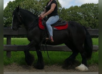 Tinker, Merrie, 9 Jaar, 150 cm, Zwart