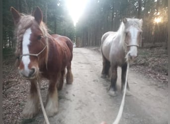 Tinker, Merrie, 9 Jaar, 158 cm, Palomino
