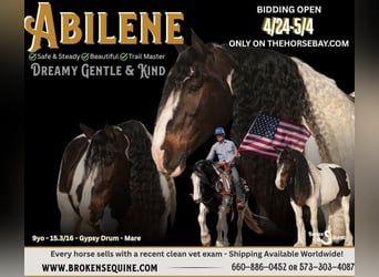 Tinker Mix, Merrie, 9 Jaar, 160 cm, Roodbruin