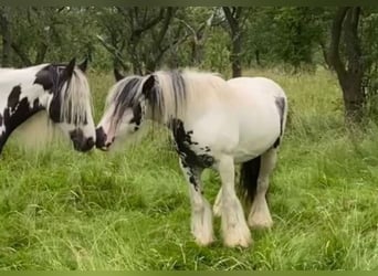 Tinker, Merrie, 9 Jaar, Gevlekt-paard