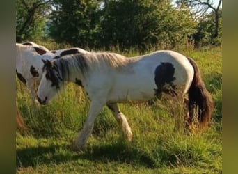 Tinker, Merrie, 9 Jaar, Gevlekt-paard