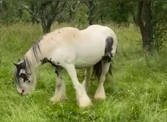 Tinker, Merrie, 9 Jaar, Gevlekt-paard