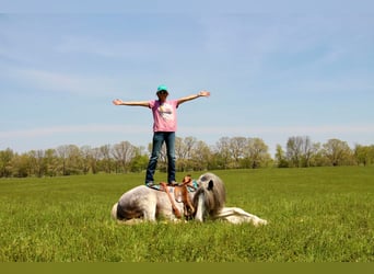 Tinker, Merrie, 9 Jaar, Sabino