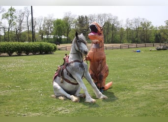 Tinker, Merrie, 9 Jaar, Sabino