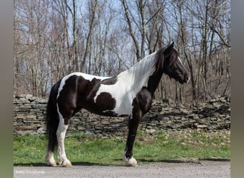 Tinker, Merrie, 9 Jaar, Tobiano-alle-kleuren