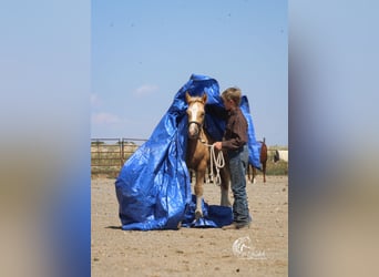 Tinker, Merrie, Veulen (05/2025), 112 cm, Palomino