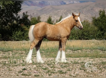 Tinker, Merrie, Veulen (05/2025), 112 cm, Palomino
