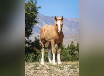 Tinker, Merrie, Veulen (05/2025), 112 cm, Palomino