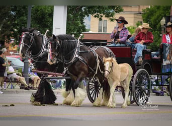 Tinker, Merrie, Veulen (05/2025), 112 cm, Palomino