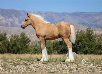 Tinker, Merrie, Veulen (05/2025), 112 cm, Palomino