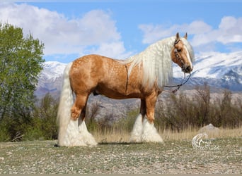 Tinker, Merrie, Veulen (05/2025), 112 cm, Palomino