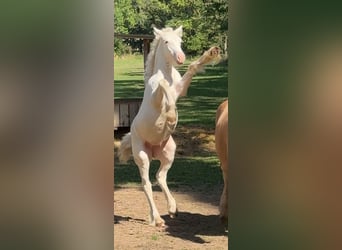 Tinker, Merrie, Veulen (05/2026), 145 cm, Sabino