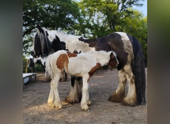 Tinker, Merrie, veulen (04/2023), 150 cm, Gevlekt-paard