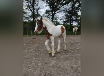 Tinker, Merrie, veulen (04/2023), 150 cm, Gevlekt-paard