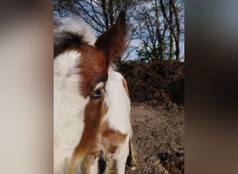 Tinker, Merrie, veulen (04/2023), 150 cm, Gevlekt-paard