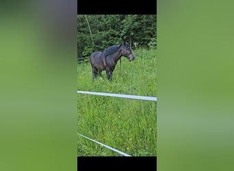 Tinker, Ogier, 16 lat, 148 cm, Ciemnogniada