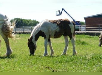 Tinker, Ogier, 1 Rok, 145 cm, Srokata