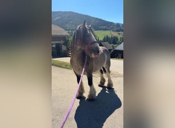 Tinker, Ogier, 3 lat, 153 cm, Jelenia