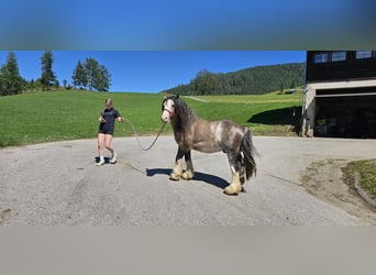Tinker, Ogier, 3 lat, 153 cm, Jelenia