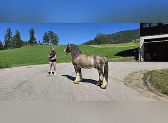 Tinker, Ogier, 3 lat, 153 cm, Jelenia