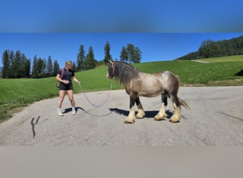 Tinker, Ogier, 3 lat, 153 cm, Jelenia