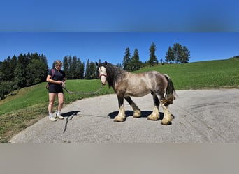 Tinker, Ogier, 3 lat, 153 cm, Jelenia