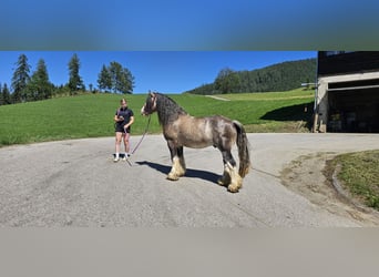 Tinker, Ogier, 3 lat, 153 cm, Jelenia