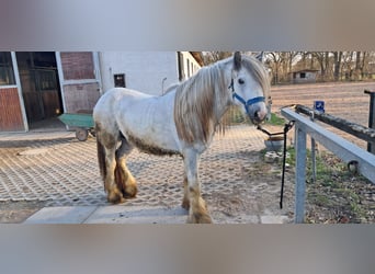 Tinker, Ogier, 4 lat, 150 cm, Siwa jabłkowita