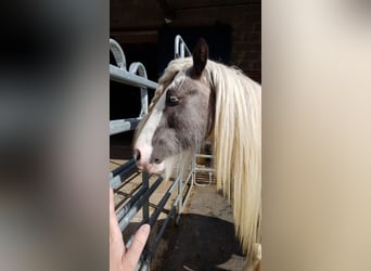Tinker, Ogier, 7 lat, 148 cm, Tobiano wszelkich maści