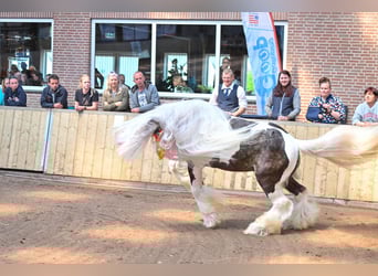 Tinker, Ogier, 7 lat, 148 cm, Tobiano wszelkich maści