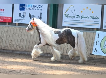 Tinker, Ogier, 7 lat, 148 cm, Tobiano wszelkich maści