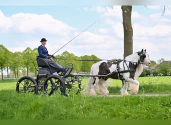 Tinker, Ogier, 7 lat, 148 cm, Tobiano wszelkich maści