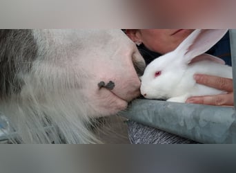 Tinker, Ogier, 7 lat, 148 cm, Tobiano wszelkich maści