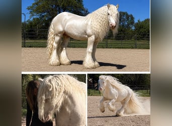 Tinker, Ogier, 2 lat, 152 cm, Cremello