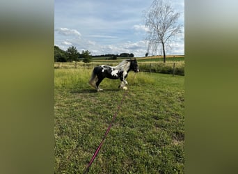 Tinker, Ogier, 7 lat, 145 cm, Srokata