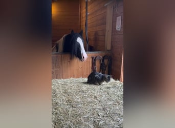 Tinker, Ogier, 7 lat, 145 cm, Srokata