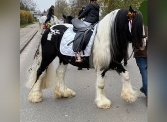 Tinker, Ogier, 7 lat, 145 cm, Srokata