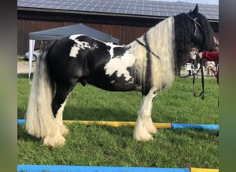 Tinker, Ogier, 7 lat, 145 cm, Srokata