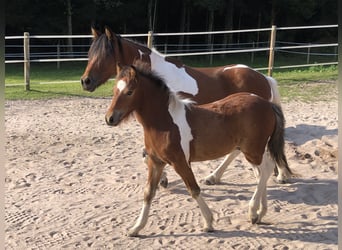 Tinker Mix, Ogier, Źrebak (05/2025), 130 cm, Srokata
