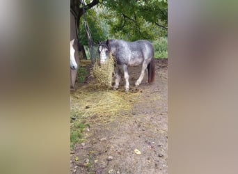 Tinker, Ruin, 10 Jaar, 128 cm, Roan-Blue