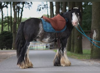 Tinker, Ruin, 10 Jaar, 133 cm, Gevlekt-paard